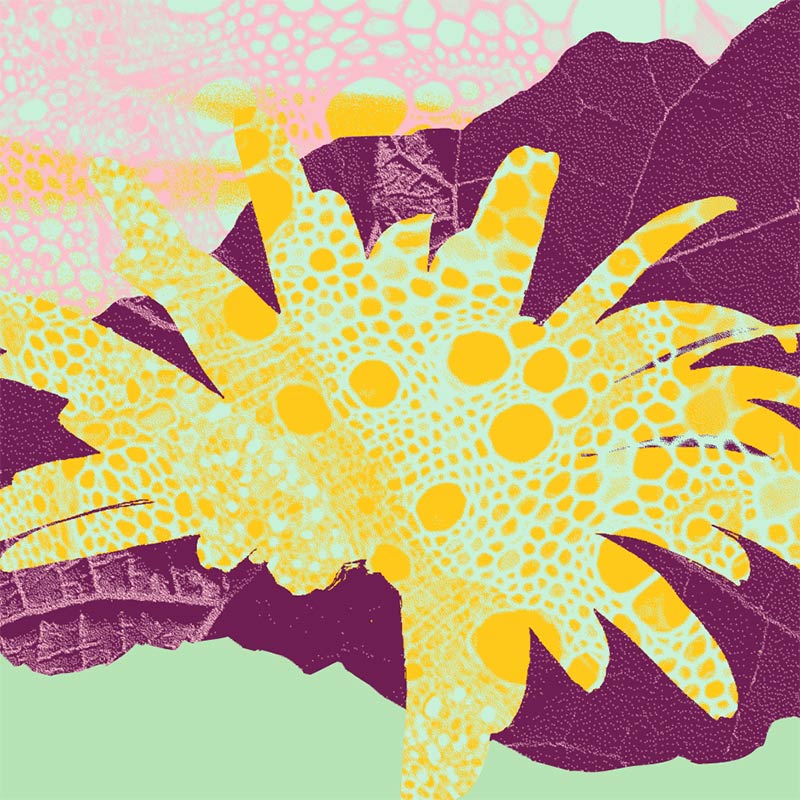 Rosé de Gamay AOC 2024